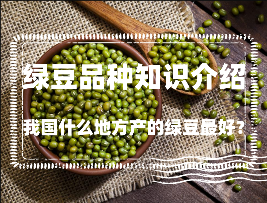 我國什麼地方產的綠豆最好？綠豆品種知識介紹