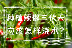 <strong>種植辣椒三伏天應該怎樣澆水？三伏天辣椒澆水的方法</strong>