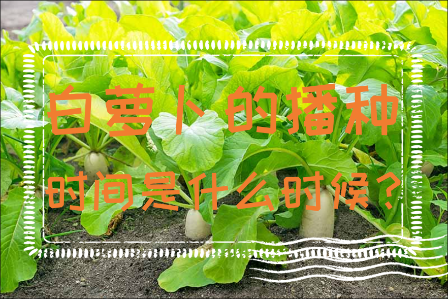 白蘿卜的播種時間是什麼時候？四個季節蘿卜種植要點