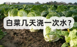 <strong>白菜幾天澆一次水？</strong>