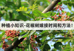 <strong>種植小知識-花椒樹嫁接時間和方法！</strong>