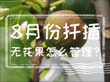 <strong>8月份扡插無花果怎麼管理？</strong>