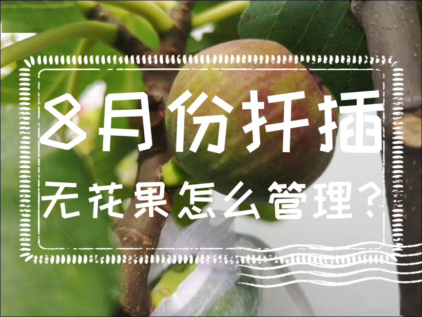 8月份扡插無花果怎麼管理？