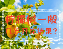 <strong>檸檬樹一般幾年開花結果？檸檬樹種植技術要點</strong>