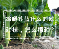 <strong>雞腿芥藍什麼時候種植，怎麼播種？</strong>