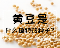 <strong>黃豆是什麼植物的種子？黃豆生長過程介紹</strong>