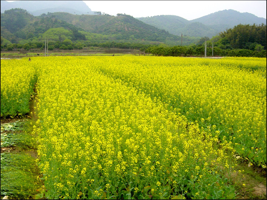 常見油菜類型分為哪三類？