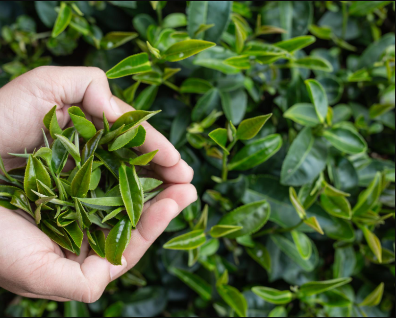 茶葉的形成分為哪幾個階段？