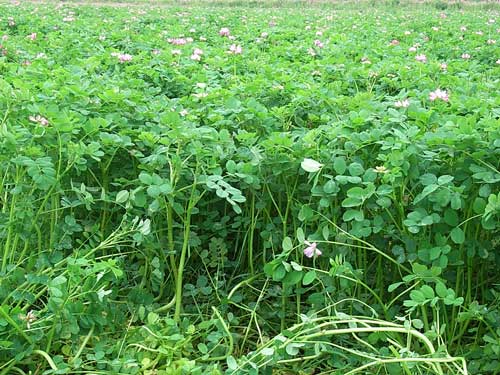 紫雲英種植技術及管理