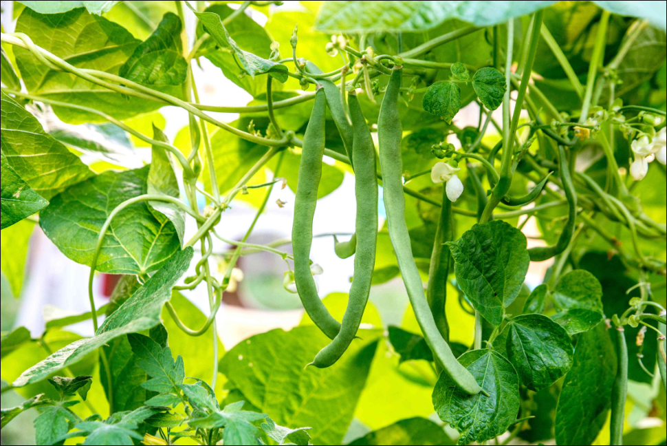 豆角不接（不結莢）是什麼原因？豆角種植知識