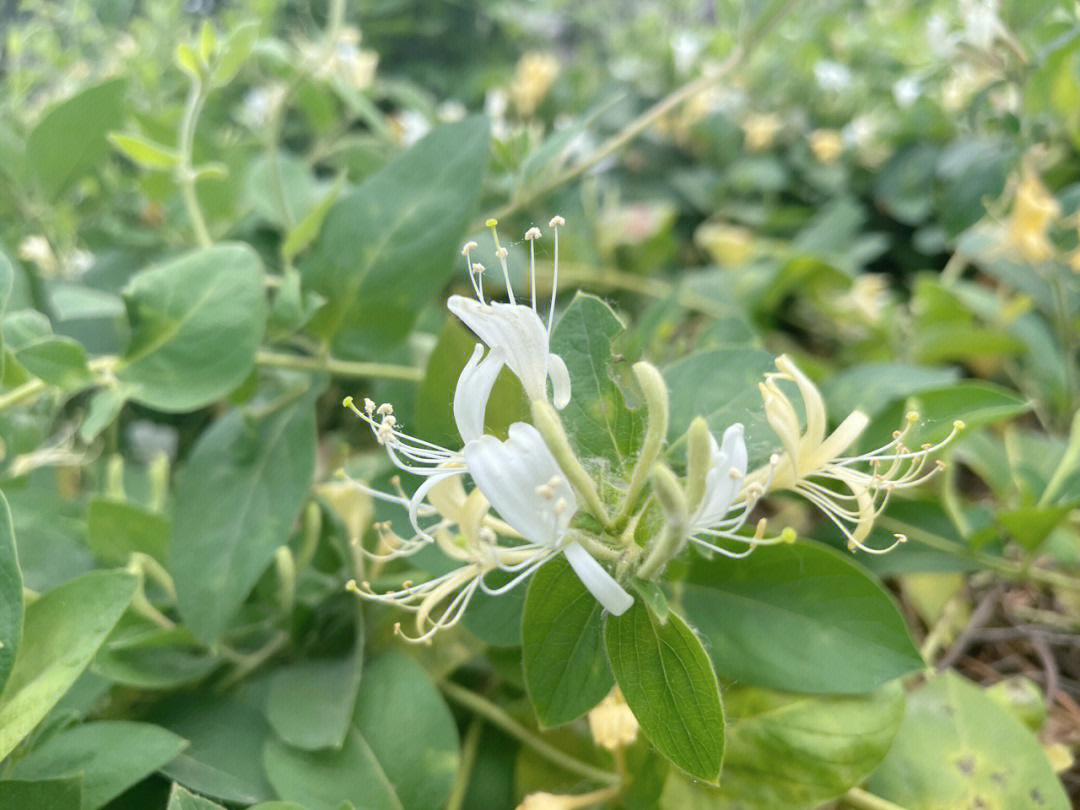 金銀花蚜蟲要怎麼防治好