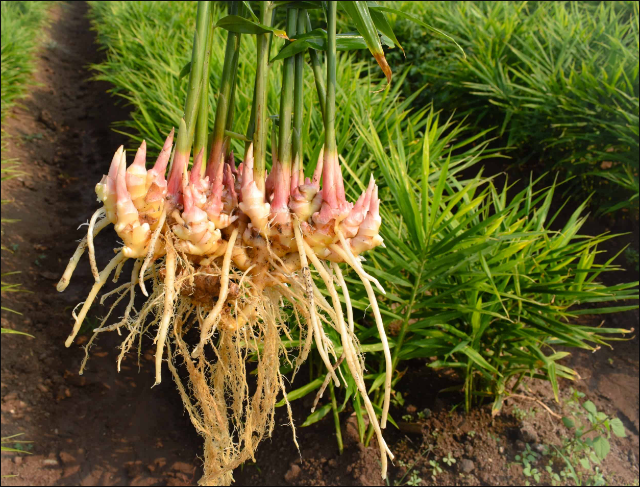 生薑6月份種植幾個月收獲？生薑種植技術要點