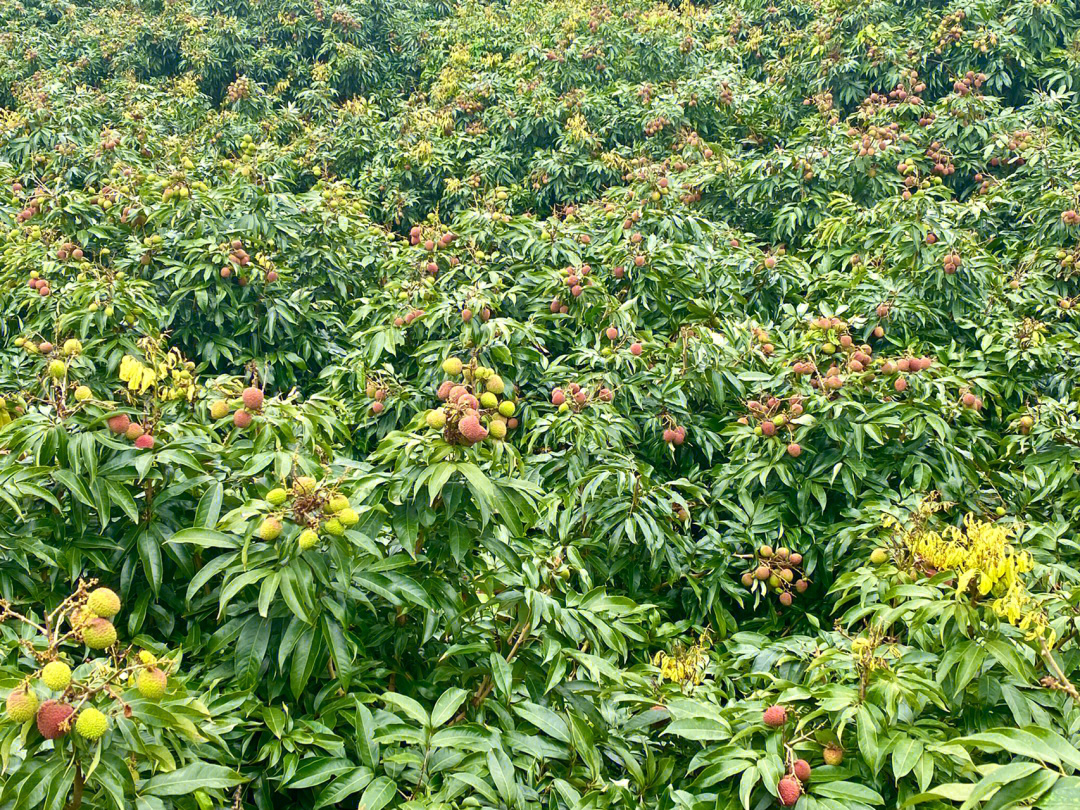 荔枝的修剪技術要點