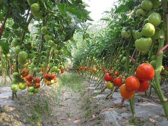 露地西紅柿田間管理要點