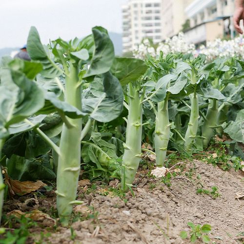 芥蘭菜種植方法和時間