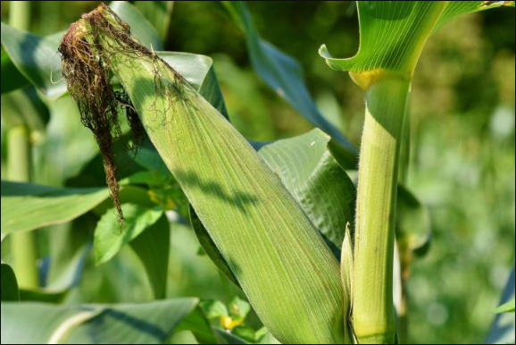 登海605玉米需要控旺嗎？登海605種植注意事項