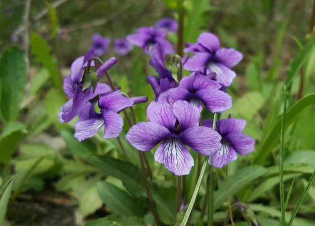 紫花地丁種植時間及方法