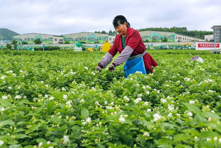 茉莉冬季掉葉子正常嗎？冬季要如何養護茉莉？