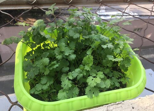 冬季香菜的種植技術及要點