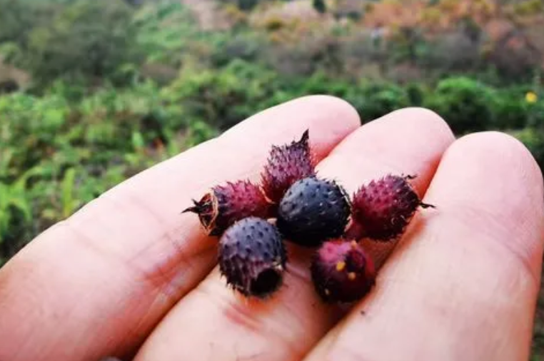 地菍是什麼植物的果實？其種植價值是什麼？