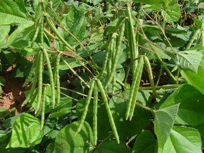 綠豆春播高產種植技術