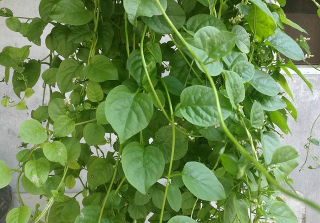 貓耳菜種植方法技術