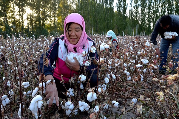 棉花怎麼施肥產量高