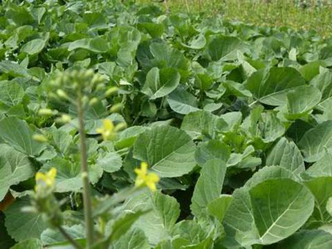 油菜春季田間管理技術要點