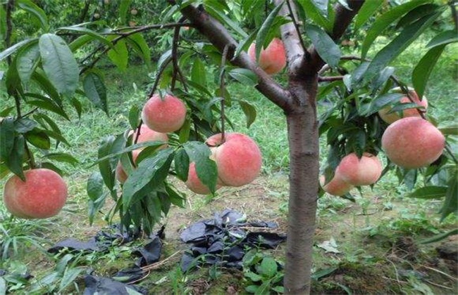 桃樹花期在什麼時候？花前、花後要怎麼追肥好？