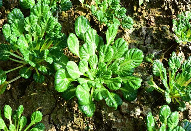 冬季陽台種植烏塌菜的方法