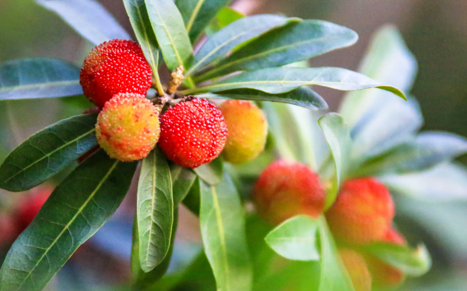 楊梅開花季節以及抽幾次枝梢？什麼季節環割？