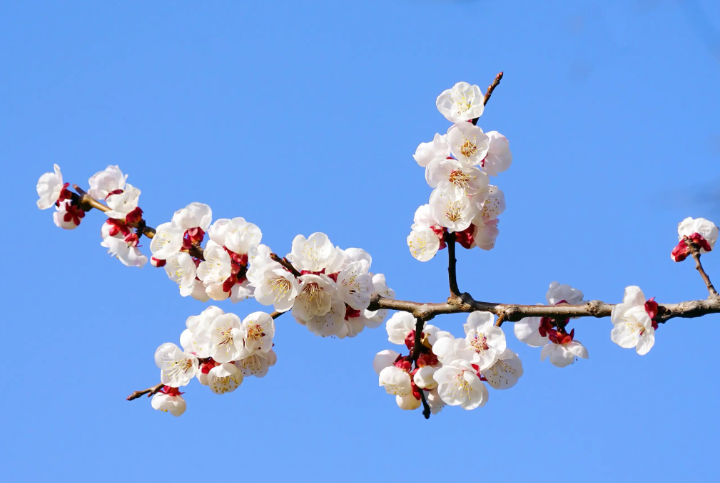 杏花的花期是幾月？杏樹的生長習性？