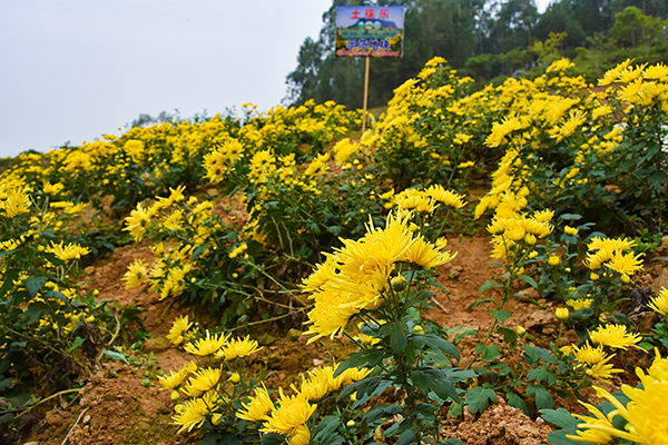 菊花嫁接用什麼砧木好？