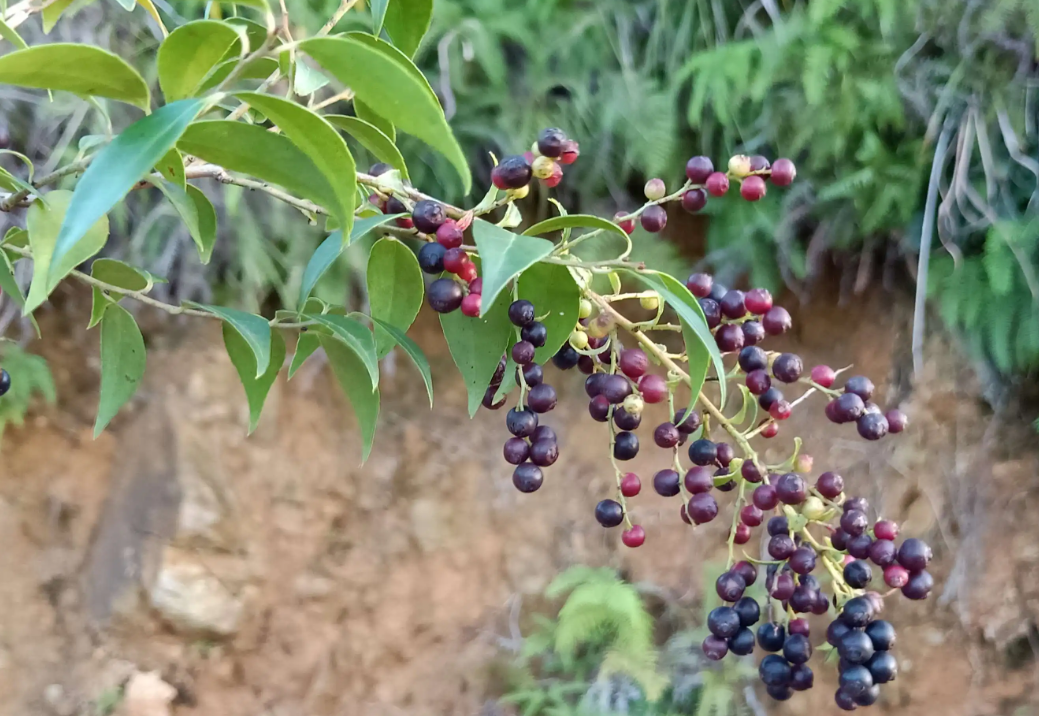 南燭是什麼植物？有哪些特點？