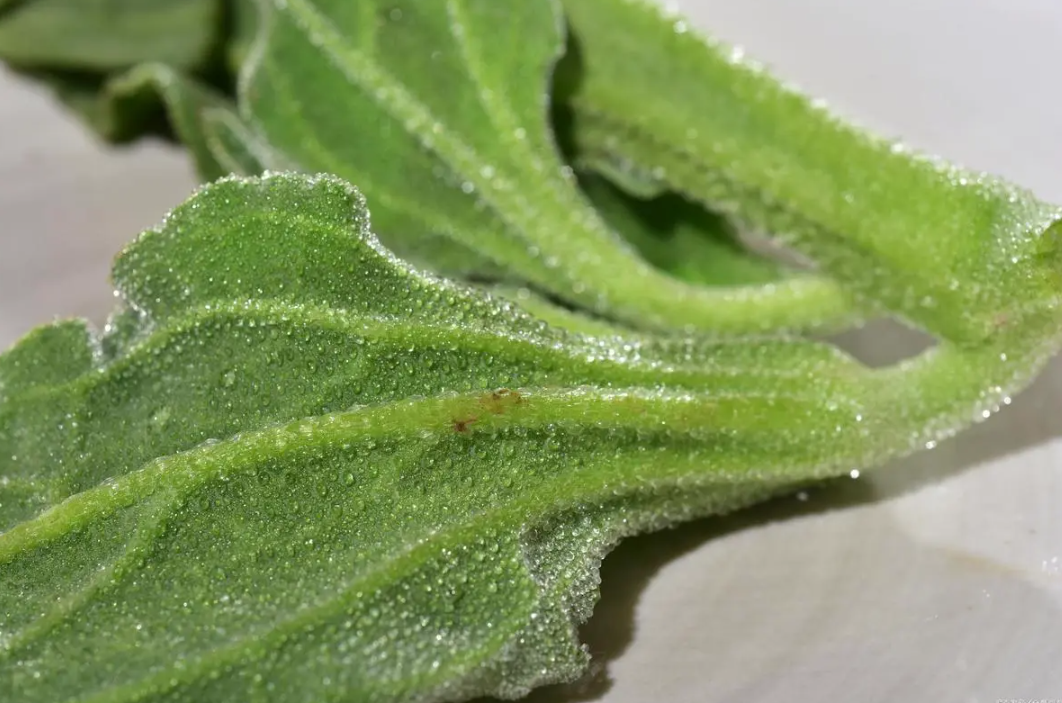 冰草是怎麼種植的？