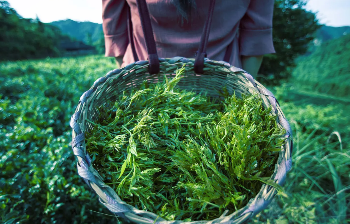 莓茶的製作以及茶樹的生長條件