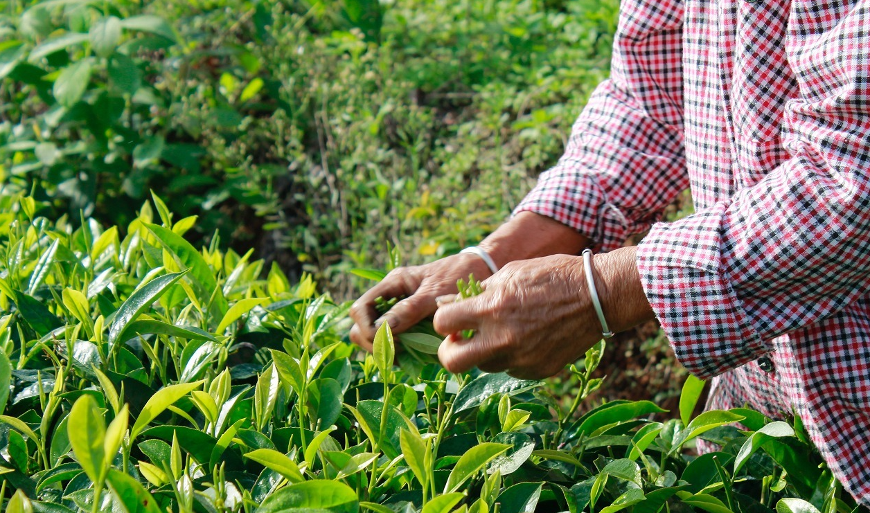 種茶時出現病害蟲怎麼處理？