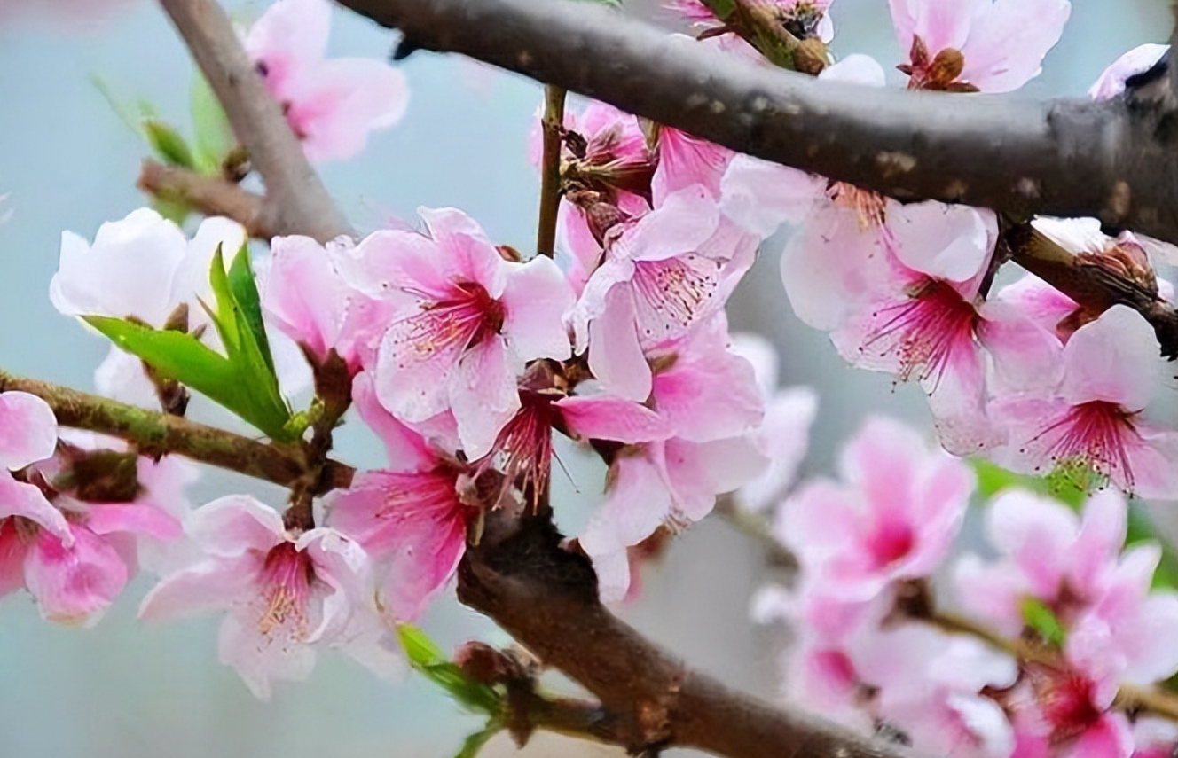 桃樹花期為什麼不能缺硼肥?