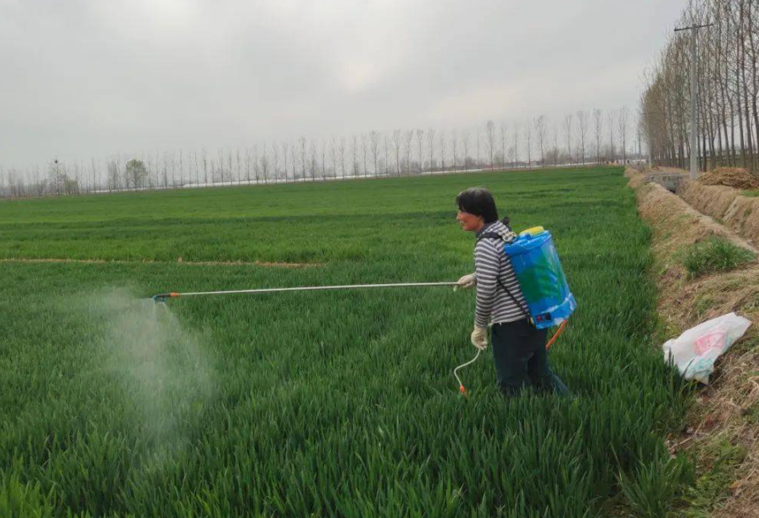 小麥除草劑使用禁忌