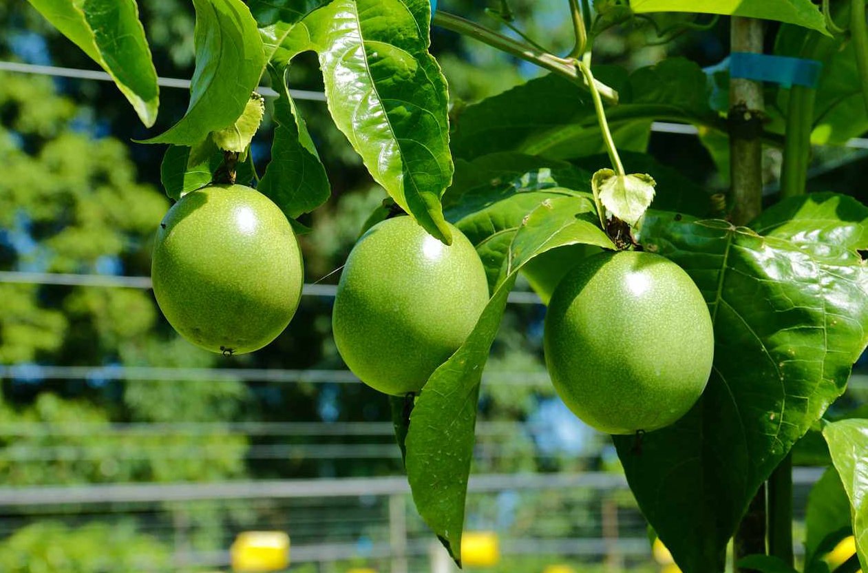 種植百香果為什麼要搭架？