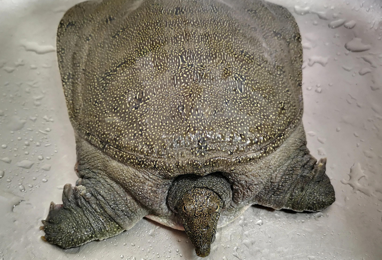 甲魚養殖中常見的病症特點