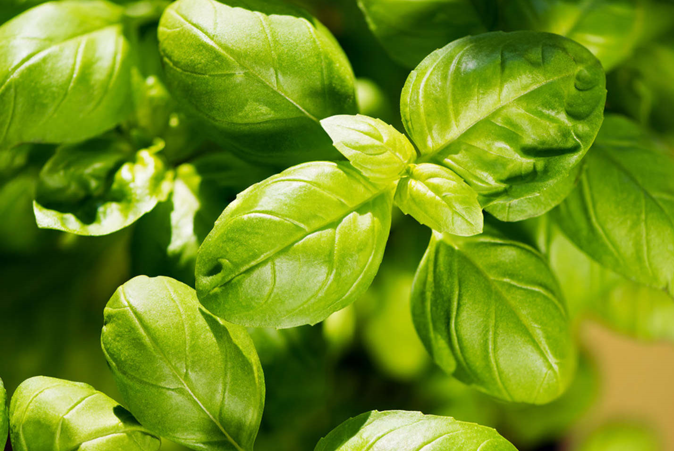 4月露地種植葉類菜要注意什麼？