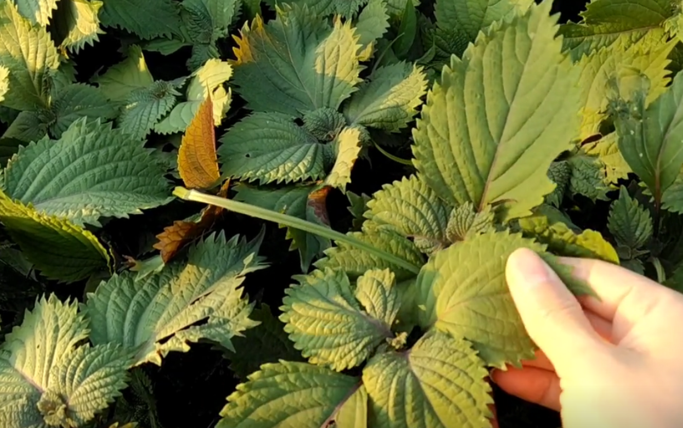 紫蘇葉是什麼植物的葉子？紫蘇葉有哪些特點？