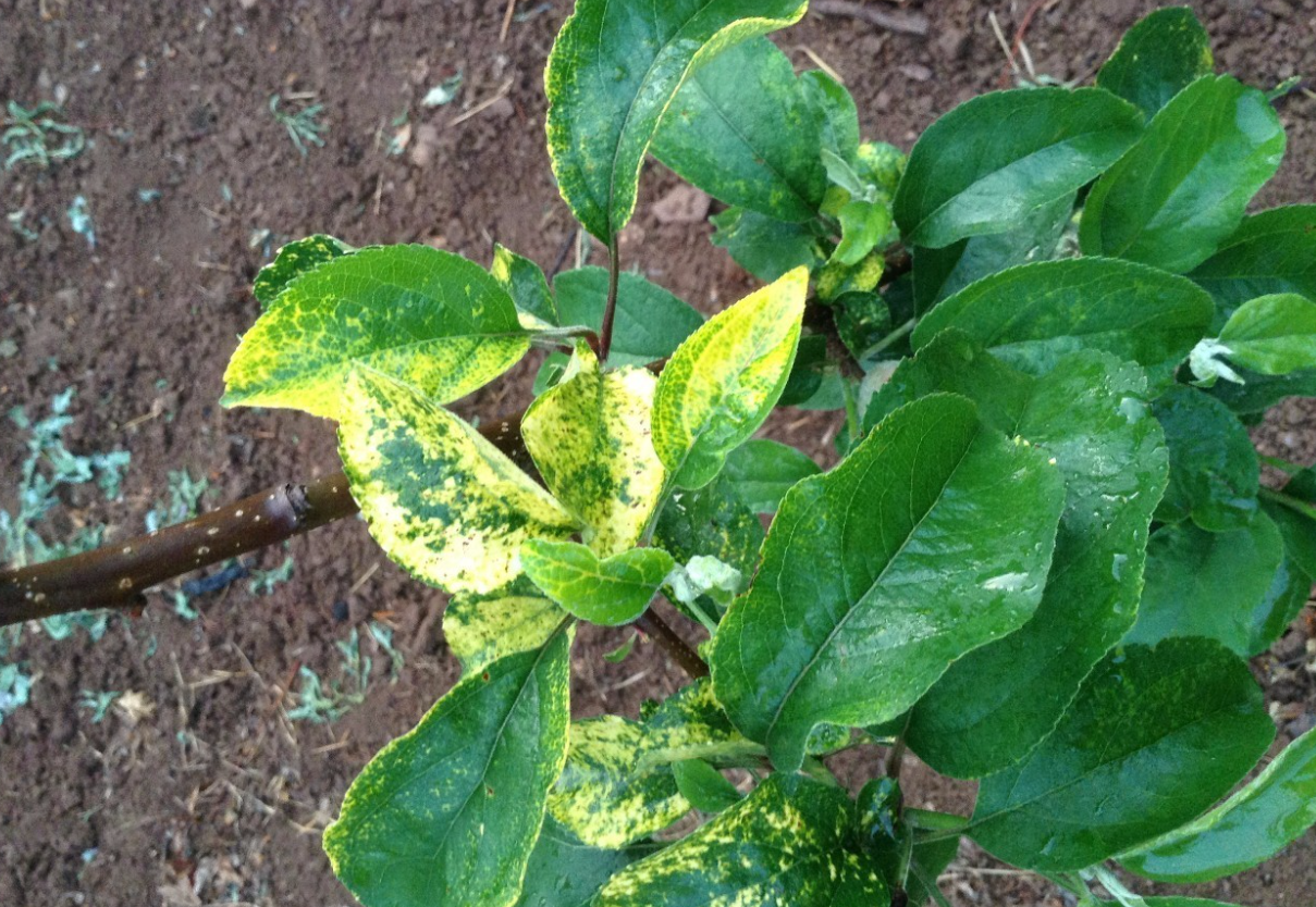 果樹花葉病怎麼根治？有哪些特點？