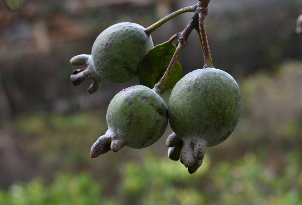 菲油果怎麼授粉？