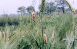 <strong>燕麥堅黑穗病特點和防治</strong>