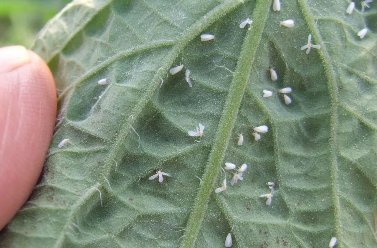 白粉虱為什麼這麼難消滅？