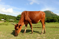 <strong>一頭公牛可以配幾頭母牛？</strong>