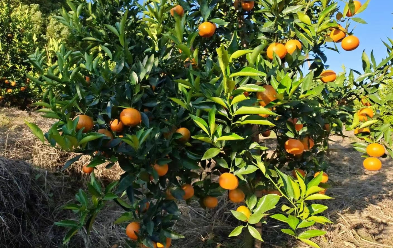 柑橘樹嫩芽枯萎怎麼回事？