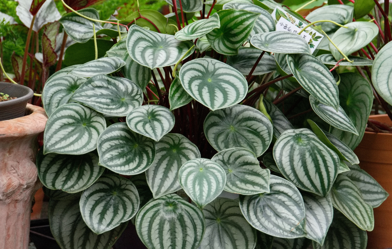 西瓜皮椒草的種植方法及注意事項